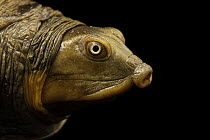 Burmese flapshell turtle (Lissemys scutata) head portrait, Turtle Island, Austria. Captive, occurs in Asia.