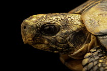 Eastern hinge-backed tortoise (Kinixys zombensis zombensis) head portrait, Turtle Island, Austria. Captive, occurs in southern Africa.