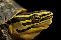 Myanmar lined box turtle (Cuora amboinensis lineata) head portrait, Turtle Island, Austria. Captive, occurs in Myanmar. Endangered.