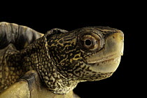Southwestern pond turtle (Actinemys pallida) head portrait, Lindsay Wildlife Experience, California, USA. Captive.
