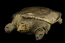 Ornate softshell turtle (Amyda ornata jongli) portrait, Turtle Island, Austria. Captive, occurs in India and Bangladesh.