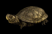 Hellenic pond turtle (Emys orbicularis hellenica) male, portrait, Turtle Island, Austria. Captive, occurs in Eastern Mediterranean.