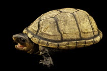 Colombian mud turtle (Kinosternon dunni) female, with mouth open portrait, Turtle Island, Austria. Captive, occurs in Colombia.