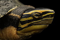 Praschag's box turtle (Cuora praschagi) head portrait, Turtle Island, Austria. Captive, occurs in India and Bangladesh. Endangered.