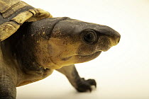 Colombian mud turtle (Kinosternon dunni) female, head portrait, Turtle Island, Austria. Captive, occurs in Colombia.