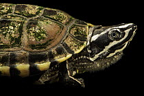 Malayan snail-eating turtle (Malayemys macrocephala) male, portrait, Turtle Island, Austria. Captive, occurs in Southeast Asia.