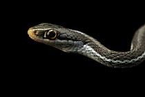 Blue-striped ribbonsnake (Thamnophis saurita nitae) male, head portrait, from a private collection. Captive, occurs in Florida, USA.