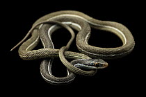 Blue-striped ribbonsnake (Thamnophis saurita nitae) male, portrait, from a private collection. Captive, occurs in Florida, USA.