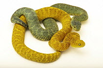 Two African bush vipers (Atheris squamigera) female, portrait, from a private collection. Captive, occurs in west and central Africa. These snakes vary in colour dramatically, ranging from green to or...