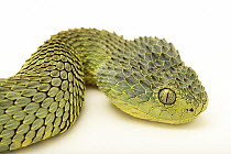 African bush viper (Atheris squamigera) female, head portrait, from a private collection. Captive, occurs in west and central Africa. These snakes vary in colour dramatically, ranging from green to or...