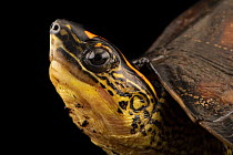 South American wood turtle (Rhinoclemmys punctularia) male, head portrait, IguanaLand, Florida. Captive, occurs in South America.