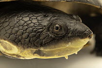 Black-lined toadhead turtle (Mesoclemmys raniceps) head portrait, Turtle Island, Austria. Captive, occurs in South America.