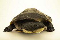 Black-lined toadhead turtle (Mesoclemmys raniceps) portrait, Turtle Island, Austria. Captive, occurs in South America.