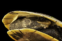 Amazon toadhead turtle (Mesoclemmys heliostemma) portrait, Turtle Island, Austria. Captive, occurs in South America.
