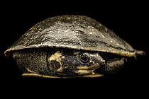 Amazon toadhead turtle (Mesoclemmys heliostemma) portrait, Turtle Island, Austria. Captive, occurs in South America.