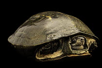 Peninsula black turtle (Melanochelys trijuga trijuga) portrait, Turtle Island, Austria. Captive, occurs in India.