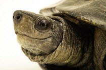 Peninsula black turtle (Melanochelys trijuga trijuga) head portrait, Turtle Island, Austria. Captive, occurs in India.
