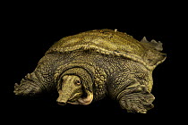 Wattle-necked softshell turtle (Palea steindachneri) portrait, Turtle Island, Austria. Captive, occurs in southern Asia. Endangered.
