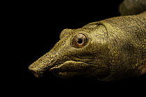 Wattle-necked softshell turtle (Palea steindachneri) head portrait, Turtle Island, Austria. Captive, occurs in southern Asia. Endangered.