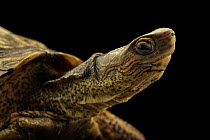 Honduras wood turtle (Rhinoclemmys pulcherrima incisa) head portrait, Turtle Island, Austria. Captive, occurs in Central America.