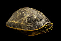 Indian eyed turtle (Morenia petersi) portrait, Turtle Island, Austria.Captive, occurs in southern Asia. Endangered.