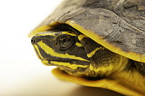 Indian eyed turtle (Morenia petersi) head portrait, Turtle Island, Austria.Captive, occurs in southern Asia. Endangered.