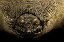Cantor's giant softshell turtle (Pelochelys cantorii) head portrait, Turtle Island, Austria. Captive, occurs in Southeast Asia. Critically endangered.