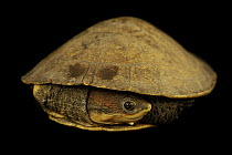 Hoge's toadhead turtle (Ranacephala hogei) portrait, Turtle Island, Austria. Captive, occurs in Brazil. Critically endangered.