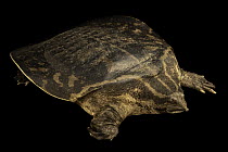 Bibron's giant softshell turtle (Pelochelys bibroni) portrait, Turtle Island in Graz, Austria. Captive, occurs in New Guinea.