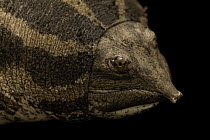 Bibron's giant softshell turtle (Pelochelys bibroni) head portrait, Turtle Island, Austria. Captive, occurs in New Guinea.