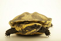 Twist-necked turtle (Platemys platycephala platycephala) portrait, Turtle Island, Austria. Captive, occurs in South America.