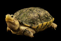 Pale-footed roofed turtle (Pangshura smithii pallidipes) portrait, Turtle Island, Austria. Captive, occurs in northern India and Nepal.
