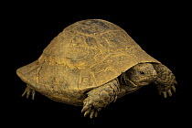 North Iranian spur-thighed tortoise (Testudo graeca buxtoni) female, portrait, Turtle Island, Austria. Captive, occurs in central Asia.