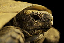 North Iranian spur-thighed tortoise (Testudo graeca buxtoni) female, head portrait, Turtle Island, Austria. Captive, occurs in central Asia.