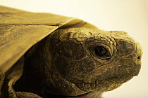 North Iranian spur-thighed tortoise (Testudo graeca buxtoni) female, head portrait, Turtle Island, Austria. Captive, occurs in central Asia.