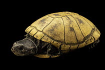 Seychelles black mud turtle (Pelusios subniger parietalis) male, portrait, Turtle Island, Austria. Captive, occurs in Seychelles.