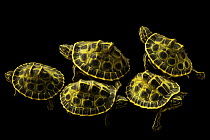Group of Indian eyed turtles (Morenia petersi) portrait, Turtle Island, Austria. Captive, occurs in southern Asia. Endangered.