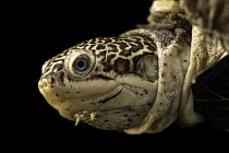 Turkana mud turtle (Pelusios broadleyi) head portrait, Turtle Island, Austria. Captive, occurs in Lake Turkana, East Africa.