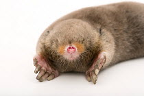 Eastern mole (Scalopus aquaticus machrinoides) portrait, Nebraska Wildlife Rehab, Omaha, Nebraska, USA. Captive.