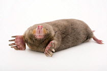 Eastern mole (Scalopus aquaticus machrinoides) portrait, Nebraska Wildlife Rehab, Omaha, Nebraska, USA. Captive.