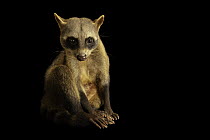 Crab-eating raccoon (Procyon cancrivorus panamensis) portrait, Parque de las Leyendas, Peru. Captive.