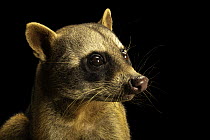 Crab-eating raccoon (Procyon cancrivorus panamensis) head portrait, Parque de las Leyendas, Peru. Captive.