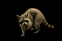 Texas raccoon (Procyon lotor fuscipes) male, portrait, Alexandria Zoological Park, Louisiana, USA. Captive.