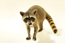 Isthmian raccoon (Procyon lotor pumilus) female, portrait, Rescue Center Costa Rica, Guacima, Costa Rica. Captive.