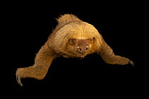 Hoffmann's two-toed sloth (Choloepus hoffmanni pallescens) portrait, Centro de Rescate Amazonico, Iquitos, Peru. Captive.