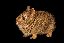 Eastern cottontail rabbit (Sylvilagus floridanus similis) portrait, Wildlife Haven and Rehabilitation Centre, Manitoba, Canada. Captive.