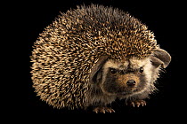 Ethiopian hedgehog (Paraechinus aethiopicus) female, portrait, Arabia's Wildlife Centre, Sharjah, United Arab Emirates. Captive.