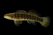 Egg-mimic darter (Etheostoma pseudovulatum) male, portrait, from Sulphur Fork, part of Duck River drainage, Hickman County, Tennessee, USA.