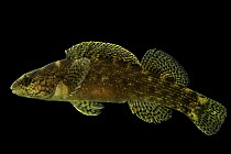 Coppercheeck darter (Nothonotus aquali) female, portrait, from the Buffalo River at the mouth of Grinder's Creek, Lewis County, Tennessee, USA.