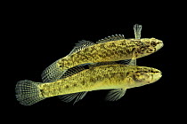 Fringed darter (Etheostoma crossopterum) top, and Blackfin darter (Etheostoma nigripinne) portrait, from North Fork Creek, Bedford County, Tennessee, USA. Captive.